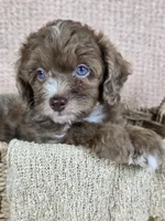 Merlin, a male Miniature Aussiedoodle for sale in Haleyville, AL – 5 of 6
