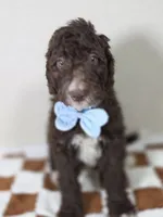 Barney, a female Aussiedoodle for sale in Haleyville, AL – 6 of 8
