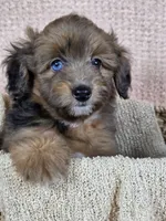 Sable, a male Miniature Aussiedoodle for sale in Haleyville, AL – 2 of 8
