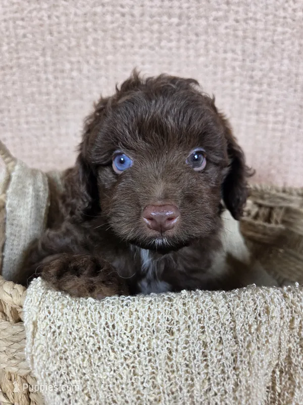 Hershey – Miniature Aussiedoodle puppy for sale in Haleyville, AL