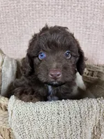 Hershey, a male Miniature Aussiedoodle for sale in Haleyville, AL – 1 of 5