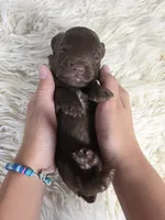 Hershey, a male Miniature Aussiedoodle for sale in Haleyville, AL – 2 of 5