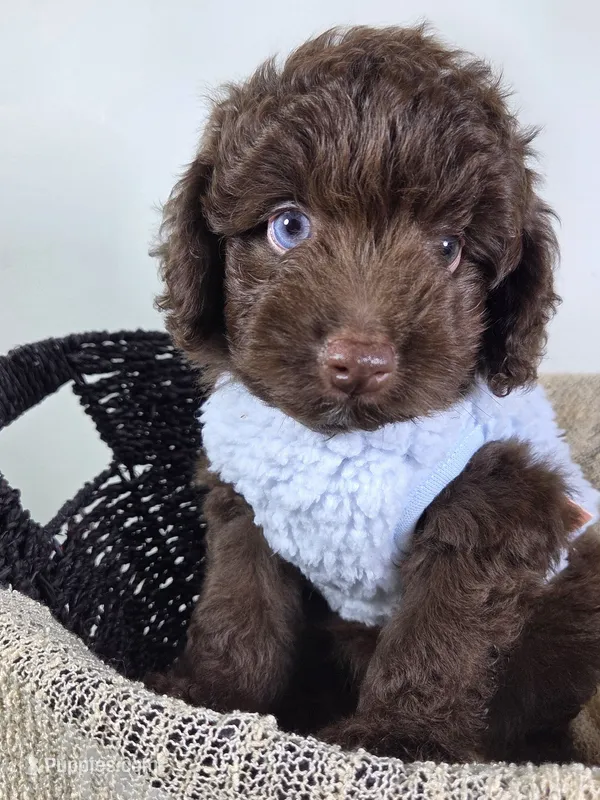 Hershey – Miniature Aussiedoodle puppy for sale in Haleyville, AL