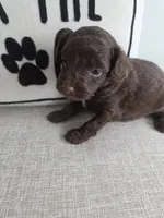 Hershey, a male Miniature Aussiedoodle for sale in Haleyville, AL – 3 of 5