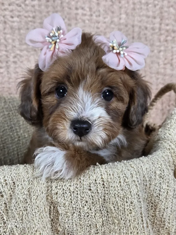 Maple – Miniature Aussiedoodle puppy for sale in Haleyville, AL