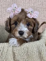 Maple, a female Miniature Aussiedoodle for sale in Haleyville, AL – 1 of 7