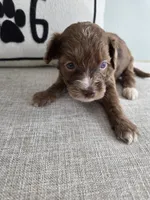 Merlin, a male Miniature Aussiedoodle for sale in Haleyville, AL – 6 of 6