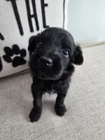 Shadow, a male Miniature Aussiedoodle for sale in Haleyville, AL – 3 of 8