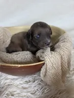 Sable, a male Miniature Aussiedoodle for sale in Haleyville, AL – 7 of 8