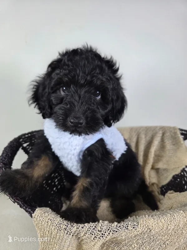 Shadow – Miniature Aussiedoodle puppy for sale in Haleyville, AL