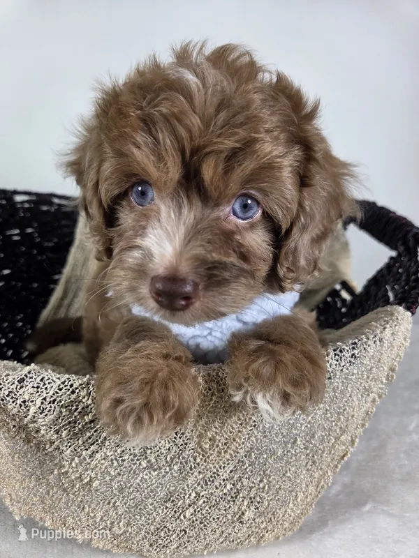 Merlin – Miniature Aussiedoodle puppy for sale in Haleyville, AL