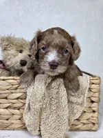 Merlin, a male Miniature Aussiedoodle for sale in Haleyville, AL – 3 of 6