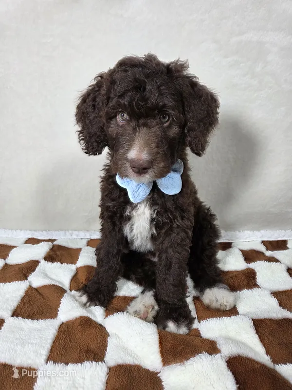 Barney – Aussiedoodle puppy for sale in Haleyville, AL