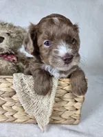 Merlin, a male Miniature Aussiedoodle for sale in Haleyville, AL – 4 of 6