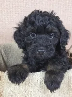 Shadow, a male Miniature Aussiedoodle for sale in Haleyville, AL – 4 of 8