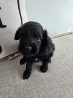 Shadow, a male Miniature Aussiedoodle for sale in Haleyville, AL – 8 of 8