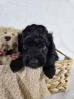 Shadow, a male Miniature Aussiedoodle for sale in Haleyville, AL – 5 of 8