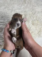 Maple, a female Miniature Aussiedoodle for sale in Haleyville, AL – 3 of 7