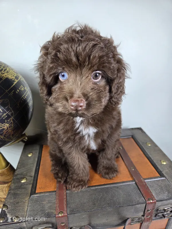 Hershey – Miniature Aussiedoodle puppy for sale in Haleyville, AL