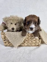 Maple, a female Miniature Aussiedoodle for sale in Haleyville, AL – 5 of 7