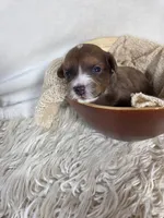 Maple, a female Miniature Aussiedoodle for sale in Haleyville, AL – 2 of 7