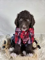 Barney, a female Aussiedoodle for sale in Haleyville, AL – 2 of 8