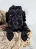 Shadow, a male Miniature Aussiedoodle for sale in Haleyville, AL – 2 of 8