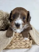 Maple, a female Miniature Aussiedoodle for sale in Haleyville, AL – 4 of 7