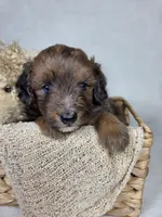Sable, a male Miniature Aussiedoodle for sale in Haleyville, AL – 5 of 8
