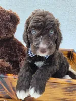 Barney, a female Aussiedoodle for sale in Haleyville, AL – 8 of 8