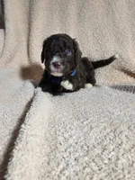 Barney, a female Aussiedoodle for sale in Haleyville, AL – 7 of 8