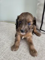 Sable, a male Miniature Aussiedoodle for sale in Haleyville, AL – 8 of 8