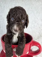 Barney, a female Aussiedoodle for sale in Haleyville, AL – 5 of 8