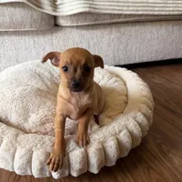 Lili, a female Chihuahua for sale in Spring, TX – Photo 1 of 4