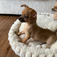 Lili, a female Chihuahua for sale in Spring, TX – Photo 4 of 4