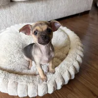 Chispita, a female Chihuahua for sale in Spring, TX – Photo 1 of 4