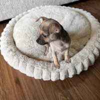 Chispita, a female Chihuahua for sale in Spring, TX – Photo 4 of 4