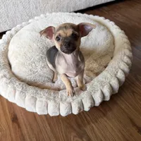 Chispita, a female Chihuahua for sale in Spring, TX – Photo 3 of 4