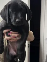 Black Labrador , a male Labrador Retriever for sale in Phoenix, AZ – Photo 3 of 3