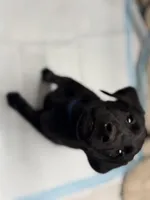 Black Labrador , a male Labrador Retriever for sale in Phoenix, AZ – Photo 2 of 3