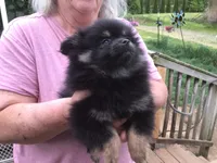 Pippy, a female Pomeranian for sale in Tekonsha, MI – 2 of 4