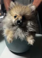 Sugar bear - weighs 25oz on 7/31/26, a male Pomeranian for sale in Tekonsha, MI – 2 of 3