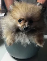 Sugar bear - weighs 25oz on 7/31/26, a male Pomeranian for sale in Tekonsha, MI – 3 of 3