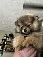 Sweetie pie, a female Pomeranian for sale in Tekonsha, MI – 5 of 5