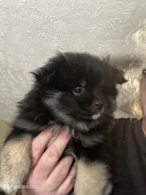 Chubbs – Pomeranian puppy for sale in Tekonsha, MI