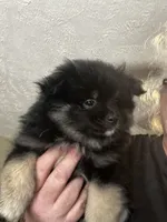 Chubbs, a male Pomeranian for sale in Tekonsha, MI – 1 of 3