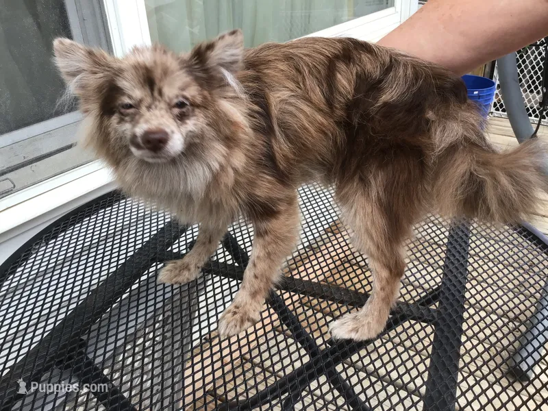 Frankie – Pomeranian puppy for sale in Tekonsha, MI