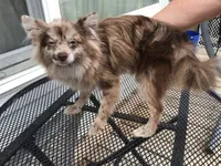 Frankie, a male Pomeranian for sale in Tekonsha, MI – 1 of 5