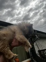 Sweetie pie, a female Pomeranian for sale in Tekonsha, MI – 2 of 2