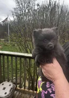 Spunky, a female Pomeranian for sale in Tekonsha, MI – Photo 2 of 3